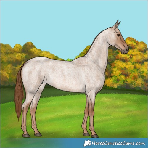 Horse Color:Red Dun Roan