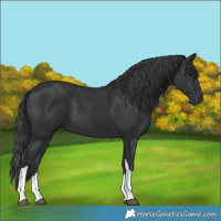 Horse Color:Black Tobiano 