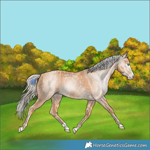 Horse Color:Cremello Splash  and Gray Cremello Splash 