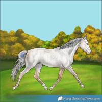 Horse Color:Cremello Splash  and Gray Cremello Splash 