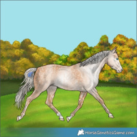 Horse Color:Cremello Splash  and Gray Cremello Splash 