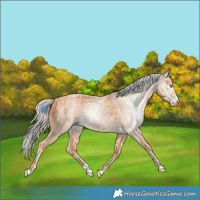 Horse Color:Cremello Splash  and Gray Cremello Splash 