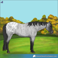 Horse Color:Blue Roan Appaloosa