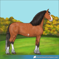 Horse Color:Bay Splash Frame and Bay Splash Frame