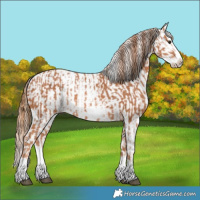 Horse Color:Chestnut Splash Frame  and Chestnut Splash Frame 