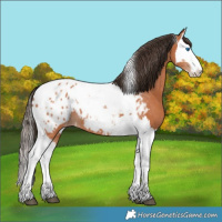Horse Color:Bay Splash Tobiano Appaloosa  and Bay Splash Tobiano Appaloosa 