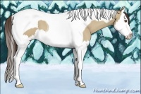 Horse Color:Classic Champagne Dun Splash Tobiano 