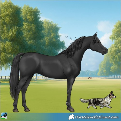 Horse Color:Black 