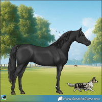Horse Color:Black 