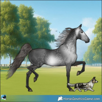 Horse Color:Gray Liver Chestnut 