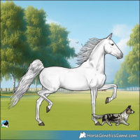 Horse Color:Gray Liver Chestnut 