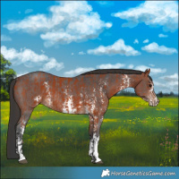 Horse Color:Bay Sabino Rabicano  and Bay Sabino Rabicano 