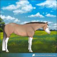 Horse Color:Amber Champagne Splash 
