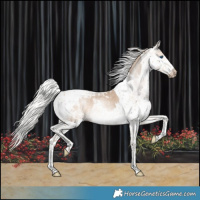 Horse Color:Gray Silver Perlino Splash Tobiano Appaloosa