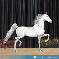 Horse Color:Gray Silver Perlino Splash Tobiano Appaloosa