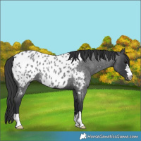 Horse Color:Blue Roan Near Leopard 