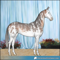 Horse Color:Bay Sabino Splash Rabicano 