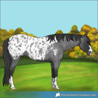 Horse Color:Blue Roan Near Leopard 