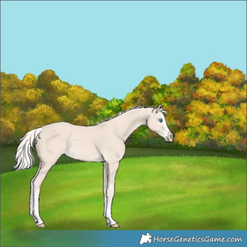 Horse Color:Cremello Splash  and Cremello Splash 