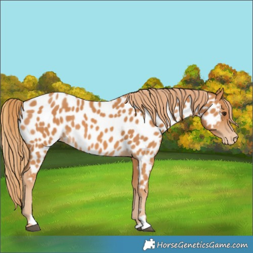Horse Color:Chestnut Near Leopard 