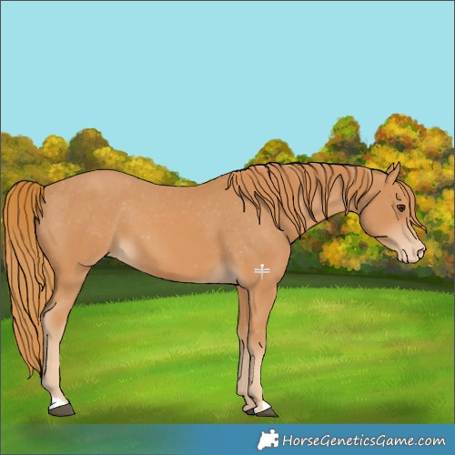 Horse Color:Chestnut Appaloosa