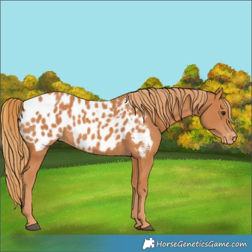 Horse Color:Chestnut Near Leopard 