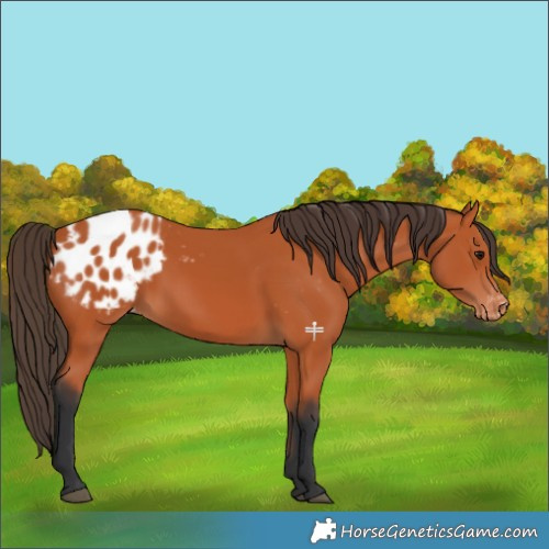 Horse Color:Bay Appaloosa