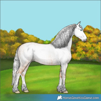 Horse Color:Gray Cremello Splash  and Gray Cremello Splash 