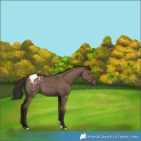 Horse Color:Liver Red Dun Appaloosa Brindle 