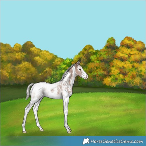 Horse Color:White Spotted Silver Black Mushroom Sabino Appaloosa Rabicano