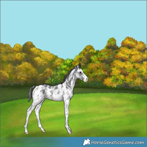Horse Color:Black Mushroom Sabino Snowflake VarnishRabicano 