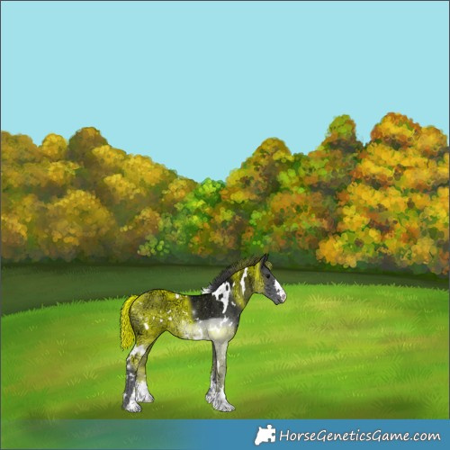 Horse Color:White Spotted Black Ice Rabicano 