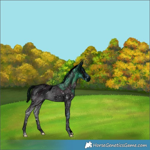 Horse Color:ERROR: UNKNOWN ANOMALY