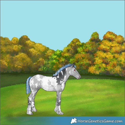 Horse Color:Painted White Spotted Silver Black Chinchilla Mushroom Appaloosa 