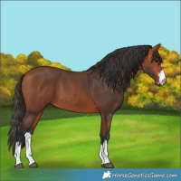 Horse Color:Bay 
