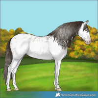 Horse Color:Gray Classic Cream Champagne Roan Splash Frame Appaloosa