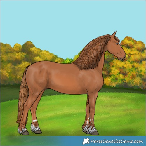 Horse Color:Chestnut 