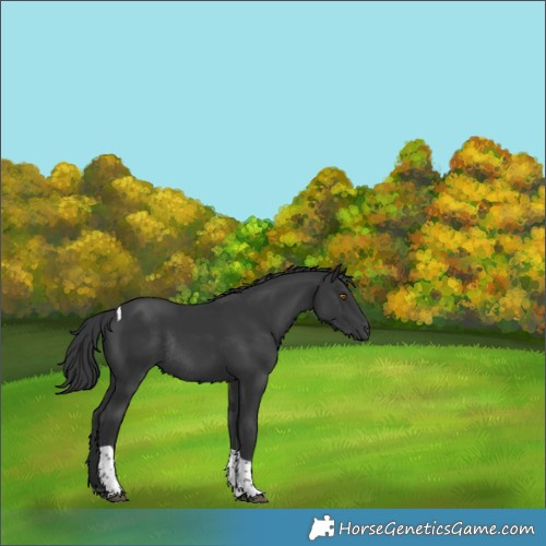 Horse Color:Black Tobiano Rabicano 