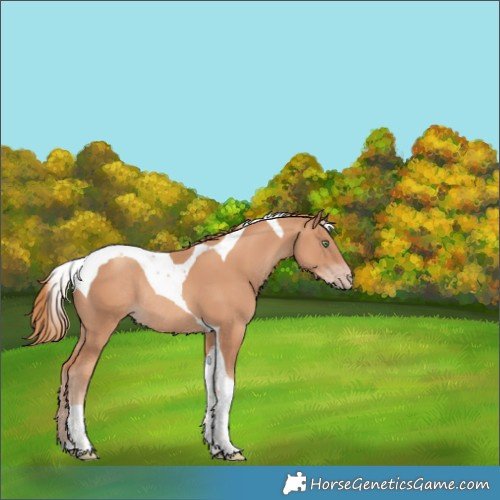 Horse Color:Gold Champagne Tobiano Rabicano 