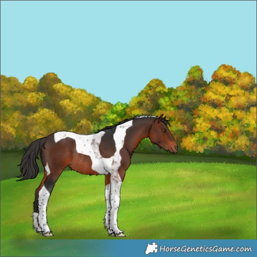 Horse Color:Brown Tobiano Rabicano 