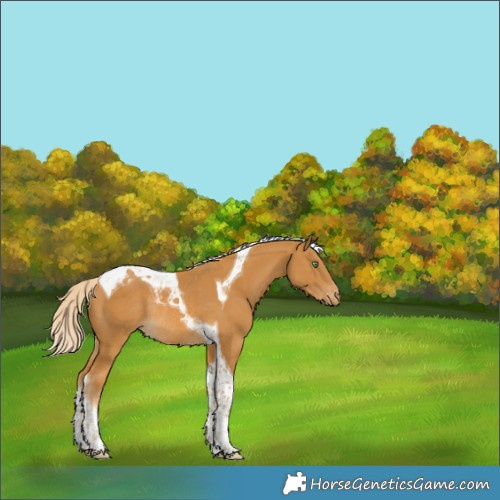 Horse Color:Palomino Tobiano Varnish Rabicano 
