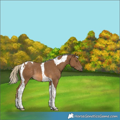 Horse Color:Chocolate Palomino Tobiano Rabicano 