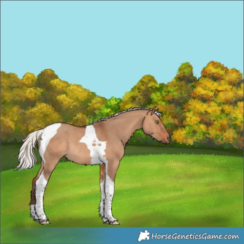 Horse Color:Silver Bay Dun Tobiano Rabicano 