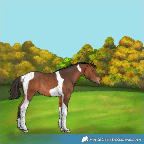 Horse Color:Bay Tobiano Appaloosa Rabicano 