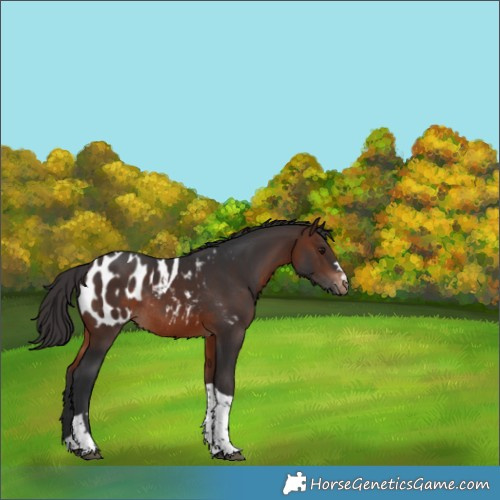 Horse Color:Brown Tobiano Blanket Rabicano 