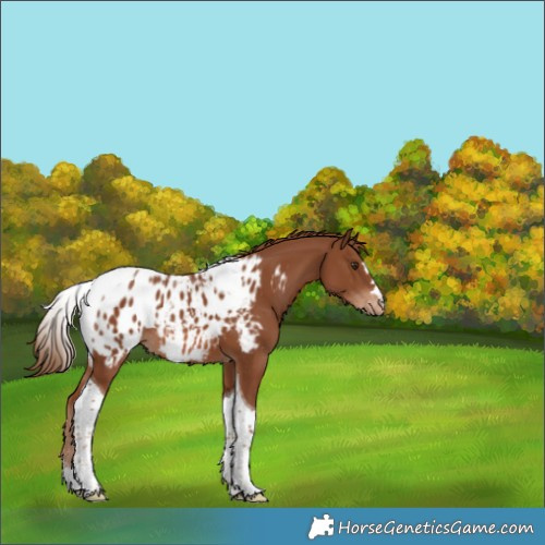 Horse Color:Chestnut Tobiano Blanket Rabicano 