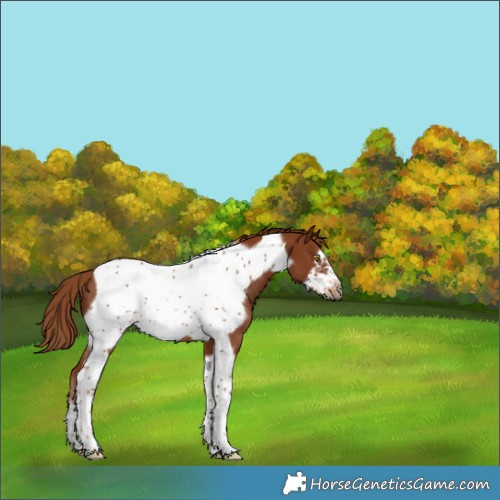 Horse Color:Chestnut Tobiano Frame Rabicano 