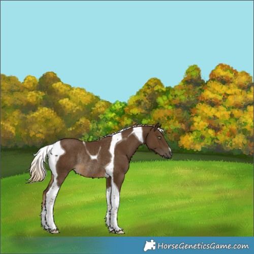 Horse Color:Chocolate Palomino Tobiano Rabicano 