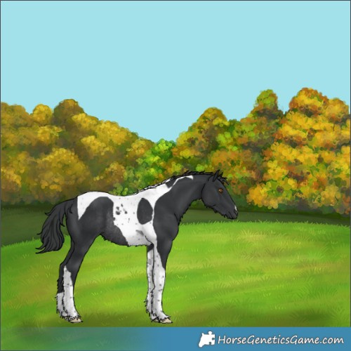 Horse Color:Black Tobiano Rabicano 