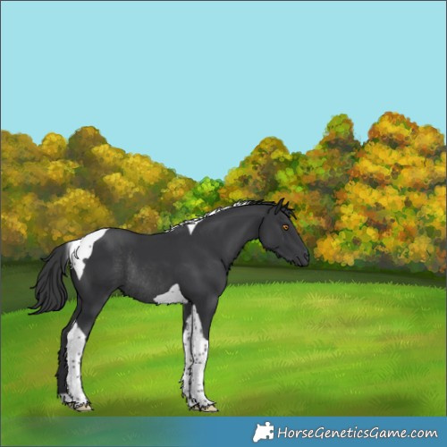 Horse Color:Black Tobiano Rabicano 